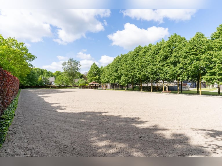 A beautiful, fully equipped equestrian facility located in a fantastic location