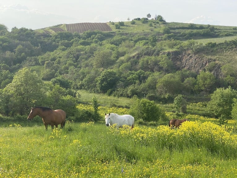 Außergewöhnliches Mühlenanwesen mit Stallungen in malerischer Natur – gepaart mit luxuriösem Wohnen!