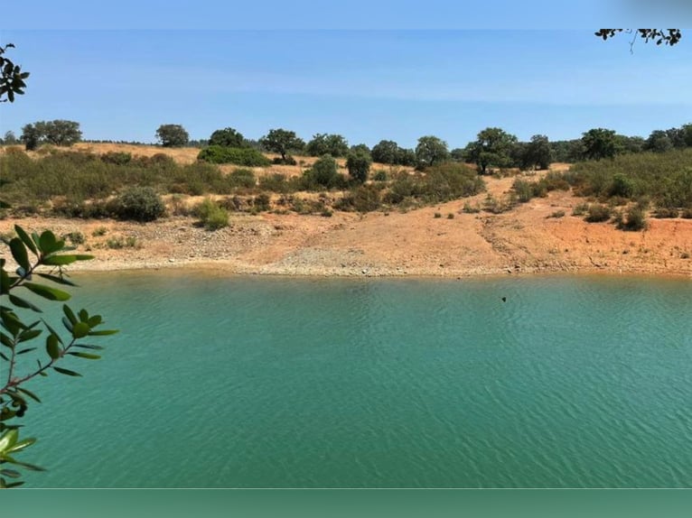 Finca De Ensueño De Más De 90 Ha Cerca De Sevilla