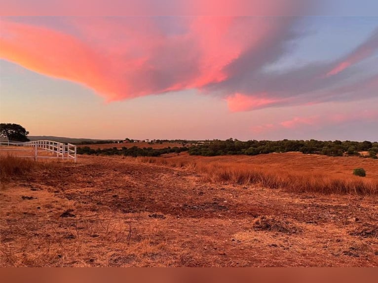 Finca De Ensueño De Más De 90 Ha Cerca De Sevilla