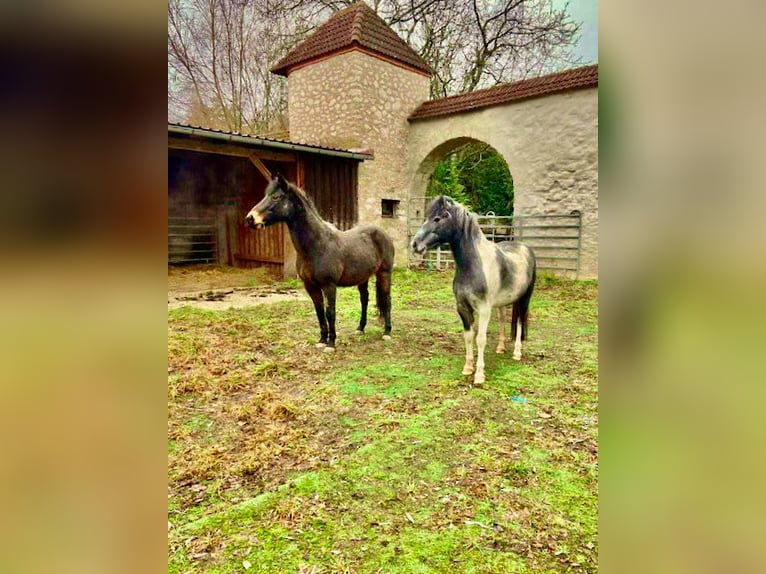 Graf & Gräfin gesucht -Romantik-Traum-Schloss mit arrondierten Ländereien - Pferde- & Event-Location