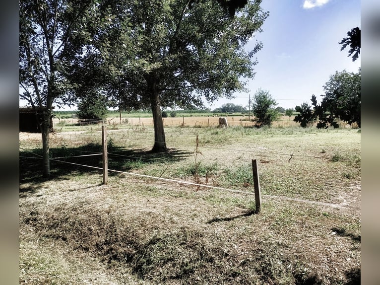 Lovely Equestrian property in Italy  