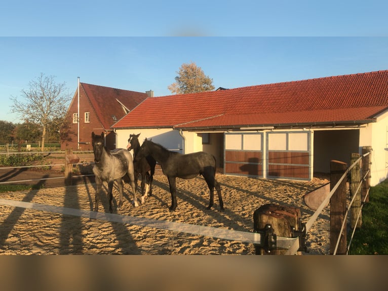 Nähe Vechta !  Reitanlage in traumhafter Alleinlage mit ca. 7 Hektar   **Provisionsfrei**