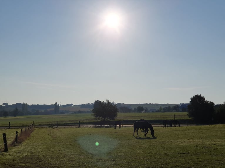 Reitanlage für Sport und Freizeitreiter 