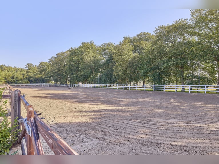 Schicke Reitanlage im Emsland mit gehobenem Wohnkomfort und gewerblicher Pferdehaltung!