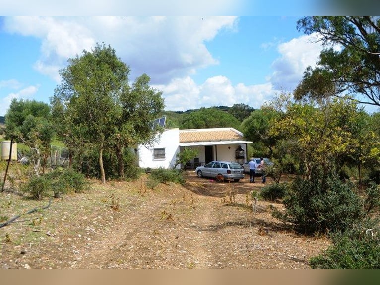 Schöne Finca, Haus ist renoviert, ideal für Pferdehaltung