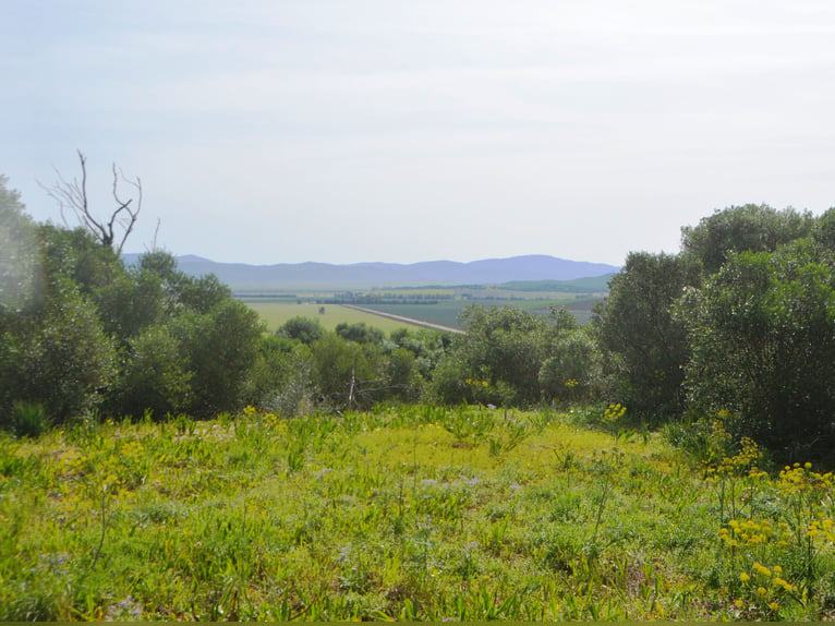 Schöne Finca mit besonderem Charme