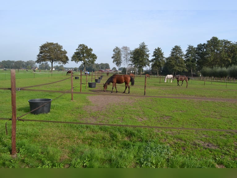 Te huur aangeboden een professionele paarden manege/complex/stallen