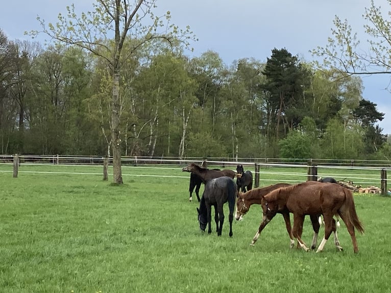 Traumhafte Reitanlage in Bestlage nähe Vechta !