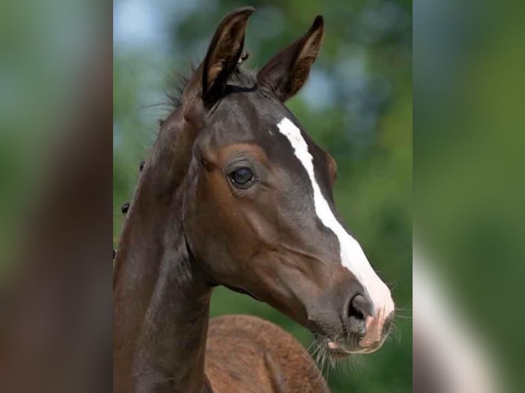 Traumhafte Reitanlage in Wetschen zu verkaufen !