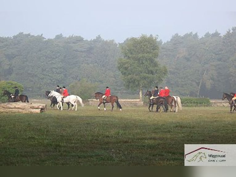 Leben mit Pferde: Exklusiver Gutshof am Niederrhein