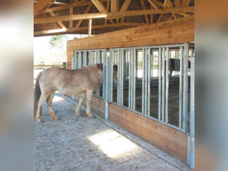 Pferde Sicherheitsfressgitter und Rauhfutterstationen