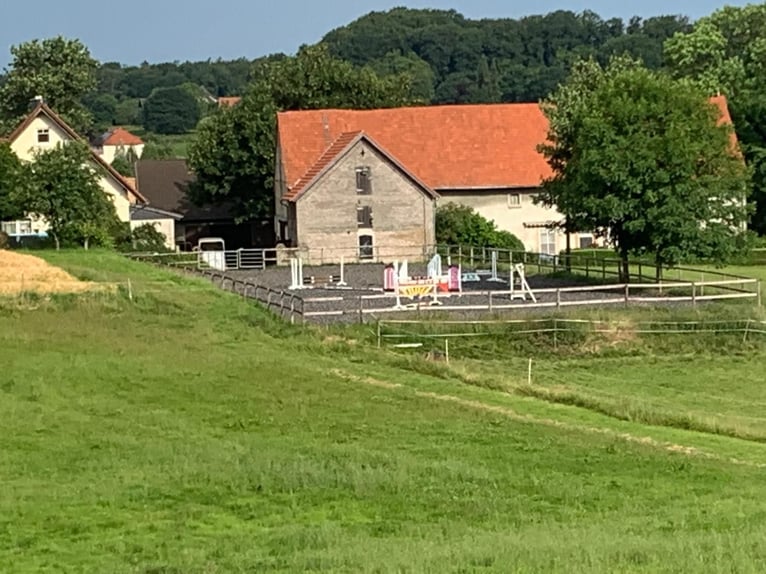 Aufzuchtplätze, Zuchtstutenplätze mit Abfohlservice , Anreiten 