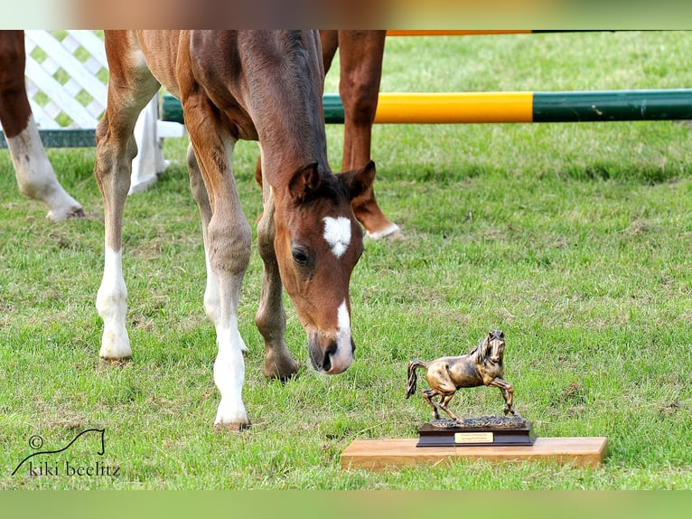 Aufzuchtplatz für Warmblüter Absetzer aus 2024 frei