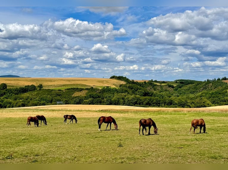 Fohlenaufzucht & Jungaufzucht