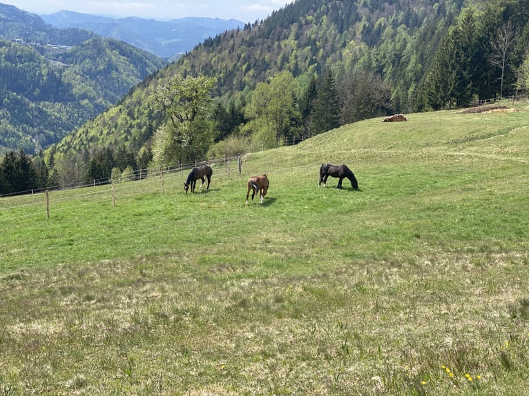 Hengstaufzuchtplätze auf 779 Höhenmeter in der Steiermark