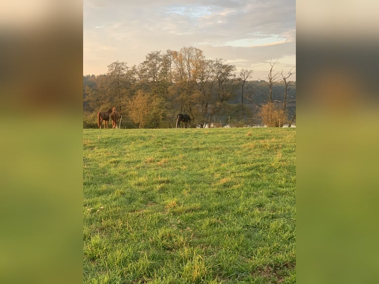 Jungpferde Aufzucht in der Uckermark 