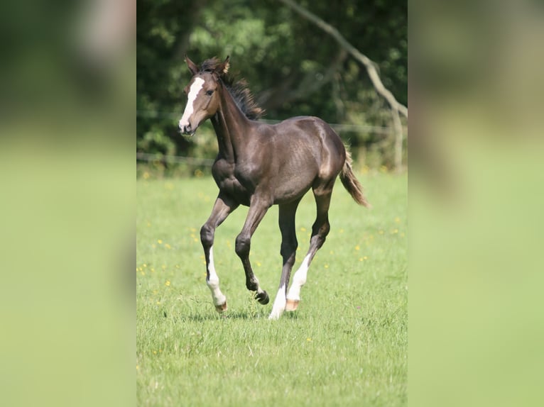 NURSERY EQUINE centre d'insémination