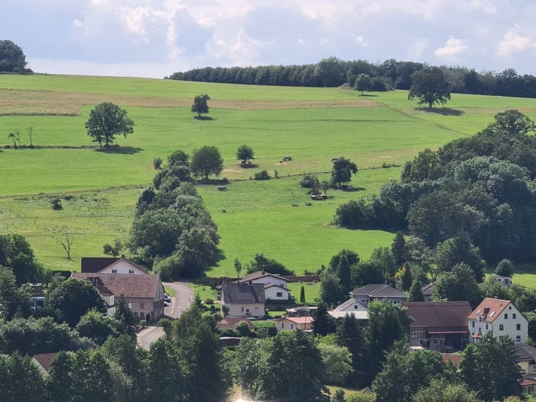 Wir bieten Aufzuchtplatz für Stutfohlen (aus 2024), Gemünden-Felda, kleiner Privatstall, Box, Weide,