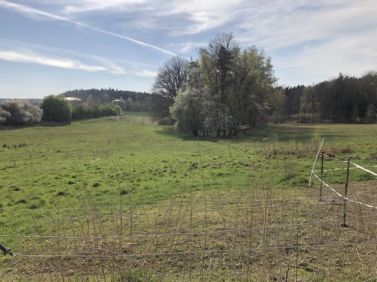 Offenstallplatz für tragende Stute