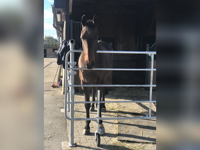 2 Schöne Paddockboxen zu vermieten 