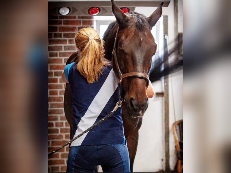 Boxen (-trakt) auf Top Sportanlage zu vermieten