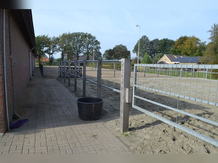 Te huur aangeboden een professionele paarden manege/complex/stallen