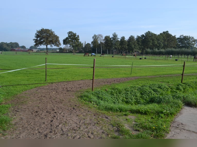 Te huur aangeboden een professionele paarden manege/complex/stallen