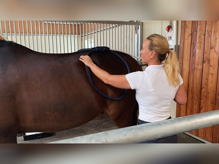 „Horse-Sitting“ und Pferdepflege!  Stallfrei mit gutem Gewissen im Raum München und Starnberg 