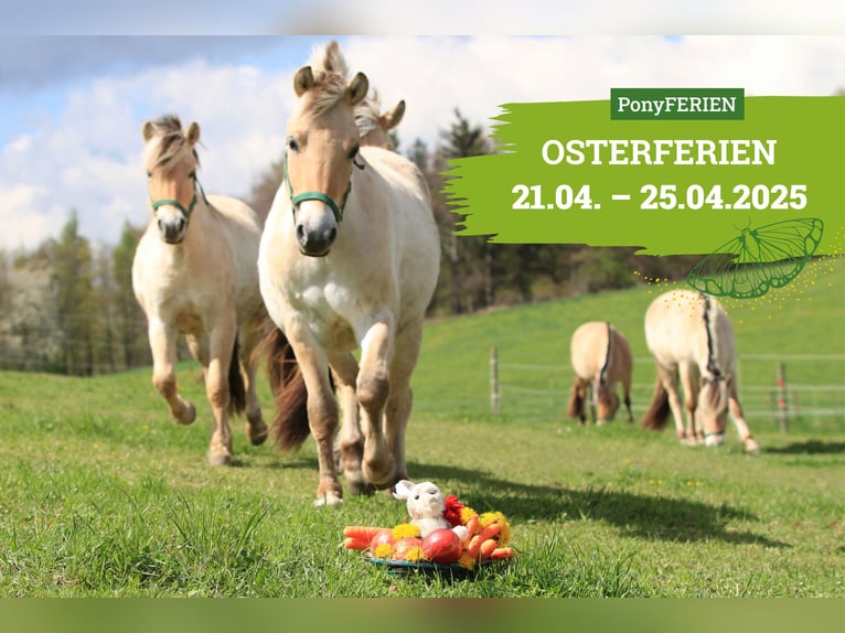 Reiterferien „Osterleuchten“