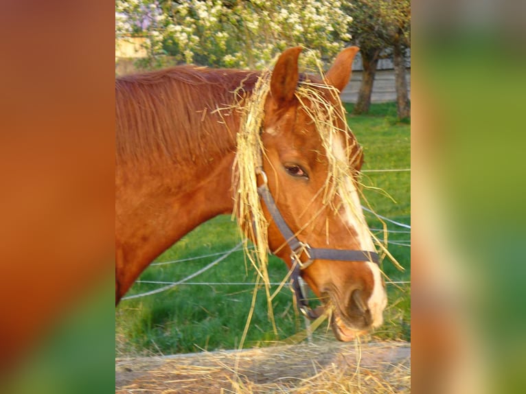 Reiterferien, Reitcamp, Reitkurse, Reiturlaub für Mädchen ab 10 Jahren. 