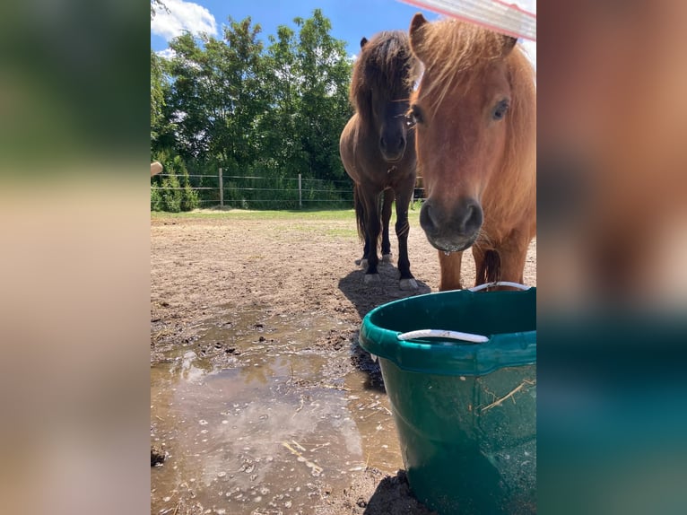 Reitferien für Kinder und Jugendliche