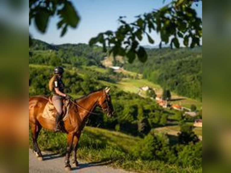 Urlaub auf dem Reiterhof in Kroatien 