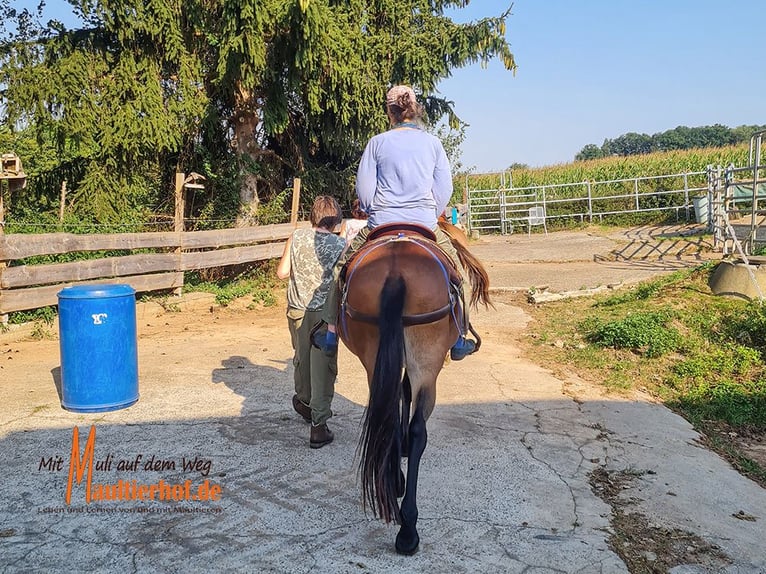 Schnupperwochenende Reiten und Maultiere