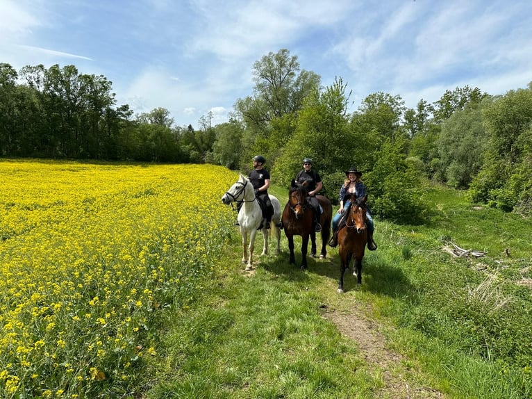 Urlaub mit dem eigenen Pferd 