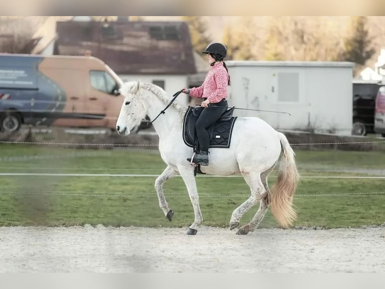 Wochenschüler Trainingswoche mit deinem Pferd in der akademischen Reitkunst klassischen Dressur