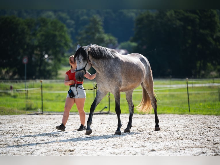 Wochenschüler Trainingswoche mit deinem Pferd in der akademischen Reitkunst klassischen Dressur