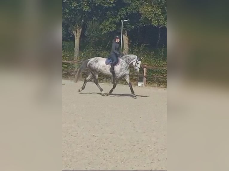 Jumping/ Dressage training