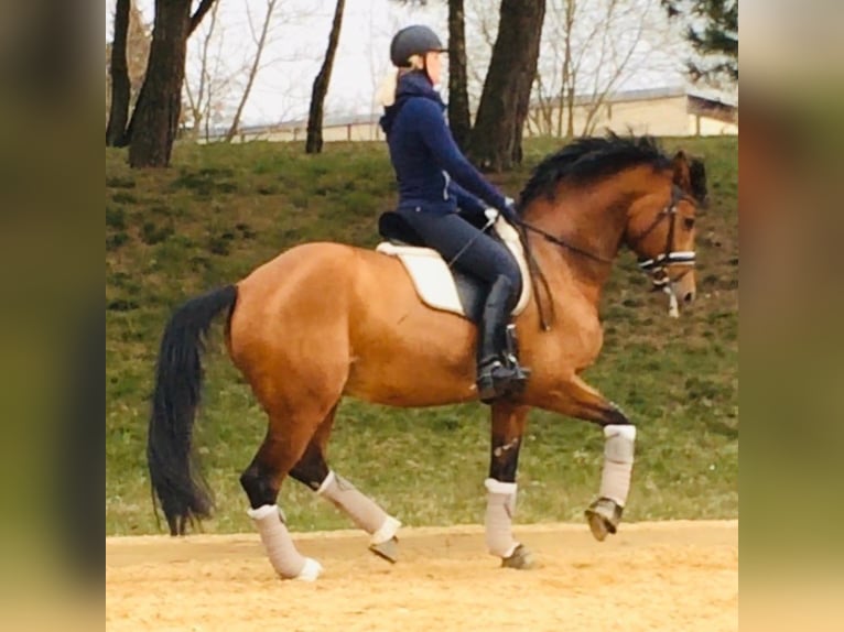 Lehrgänge von erfahrener Grand Prix Reiterin, Goldenes Reitabzeichen