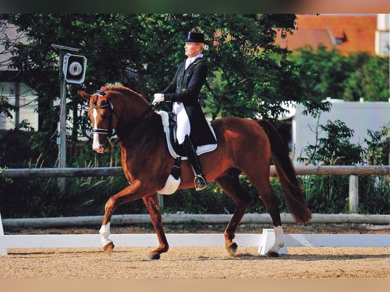 Lehrgänge von erfahrener Grand Prix Reiterin, Goldenes Reitabzeichen