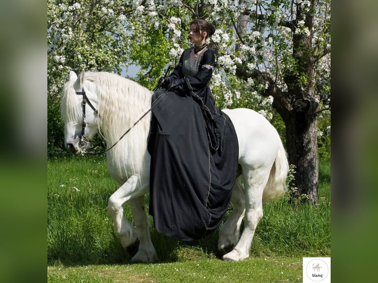 Lizensierter Trainer Akademische Reitkunst Reitunterricht