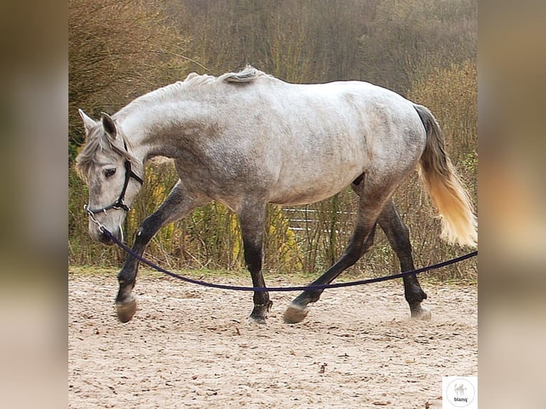 Lizensierter Trainer Akademische Reitkunst Reitunterricht