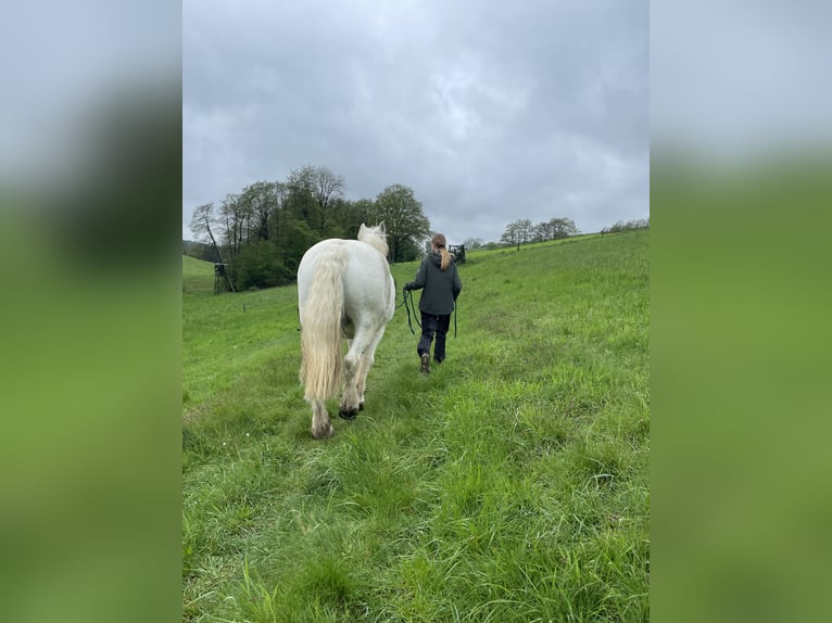 Unterricht in Bodenarbeit / Freiarbeit / Doppellonge / Horsemanship / Geländetraining / Gelassenheit