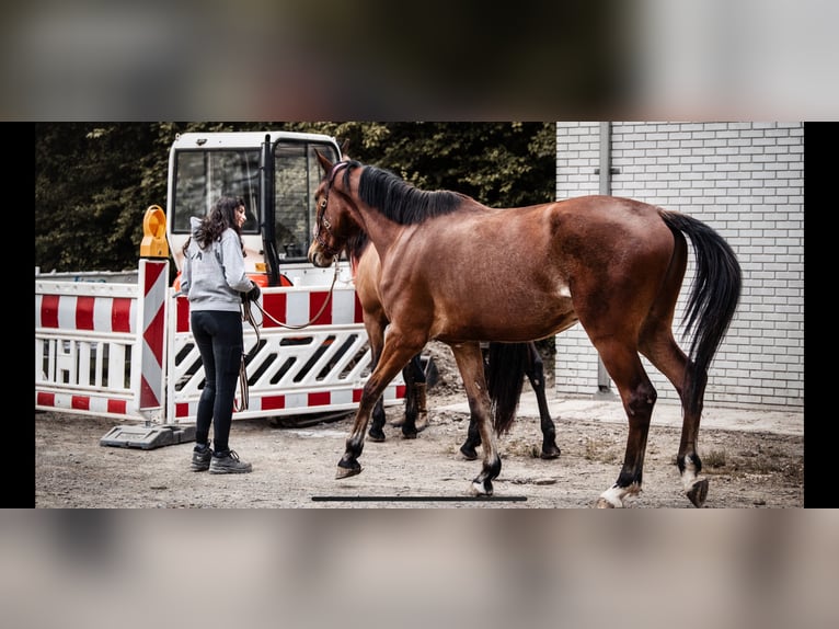 Freie Berittplätze  für deinen Liebling