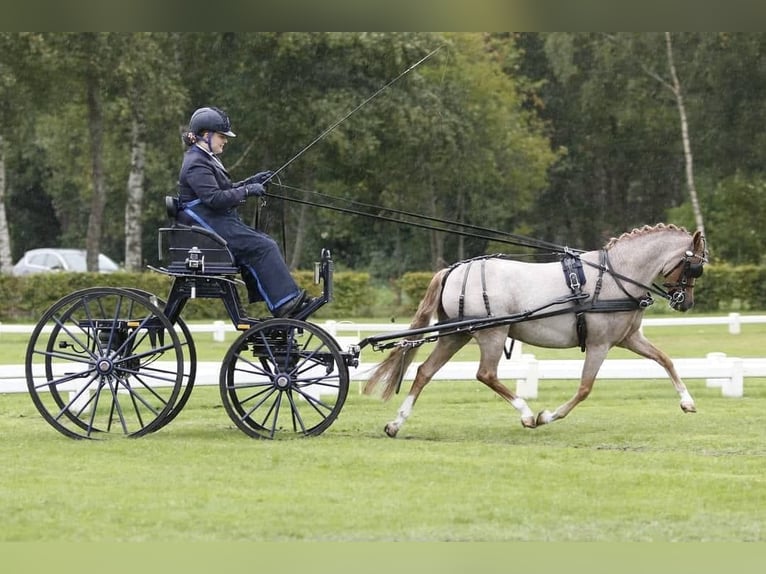 Presentatie wagen voor pony's 