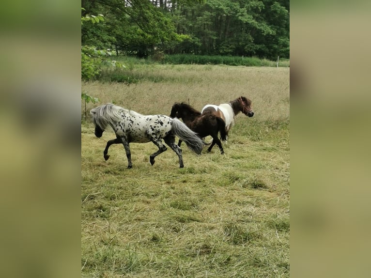 Klassisk ponny Hingst 16 år 107 cm Leopard-Piebald in Vienenburg