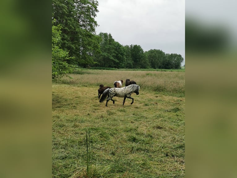 Klassisk ponny Hingst 16 år 107 cm Leopard-Piebald in Vienenburg