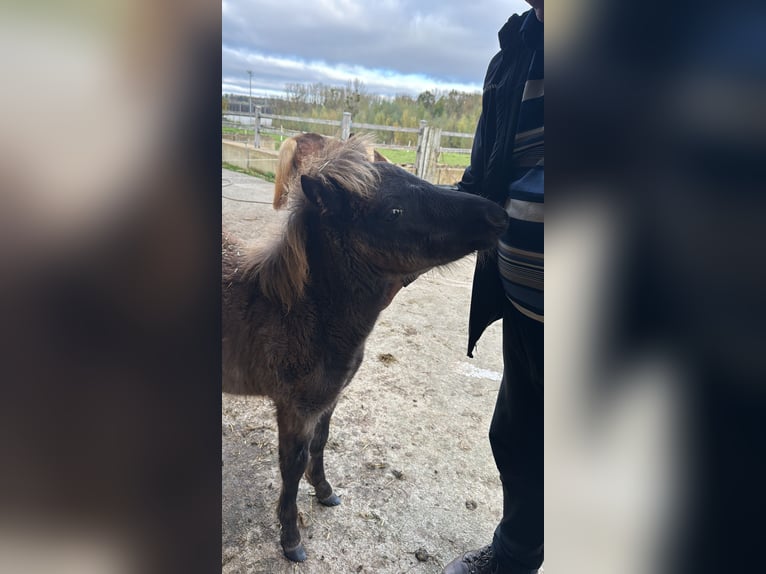 Klassisk ponny Hingst Föl (06/2024) 105 cm Mörkbrun in Saarlouis