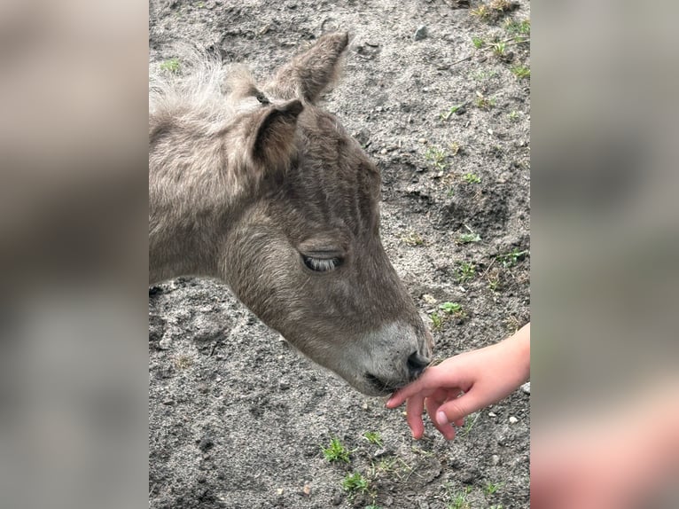 Klassisk ponny Sto 11 år 110 cm Rökfärgad svart in Steinau