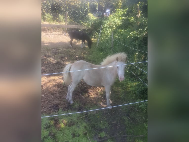 Klassisk ponny Sto 13 år 105 cm Rödskimmel in Midlum